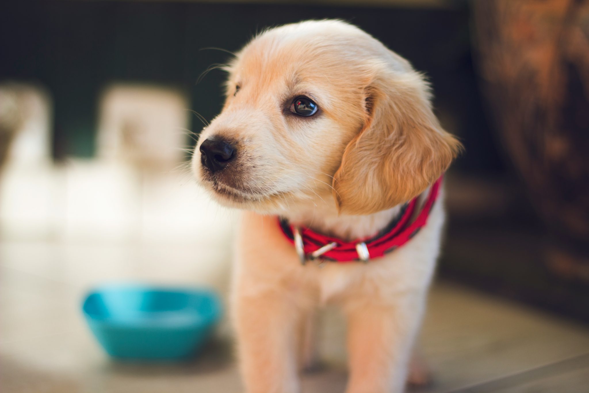 Un chiot golden-retriever avec un collier rouge