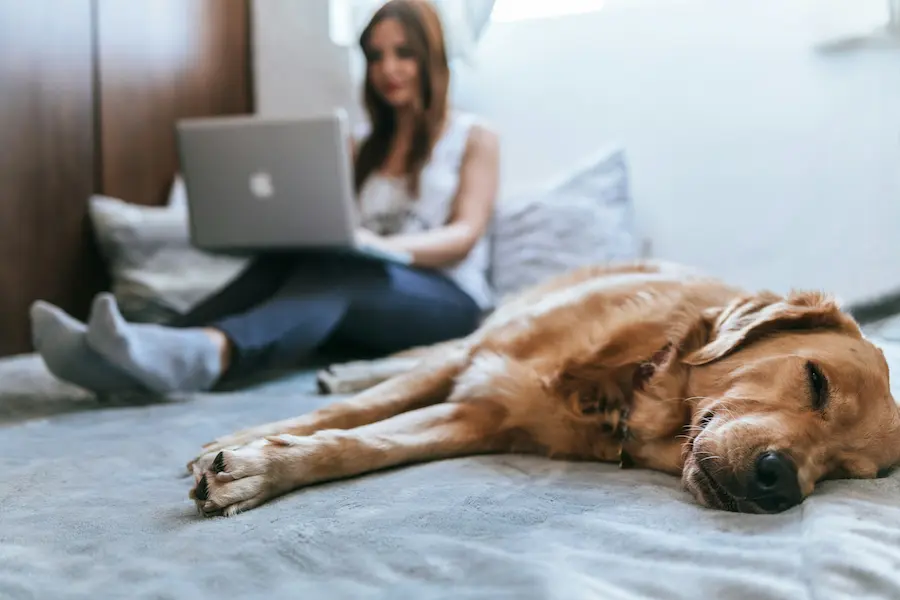 Une femme travaille sur son ordinateur portable pendant que son chien dort paisiblement à ses côtés sur un lit.