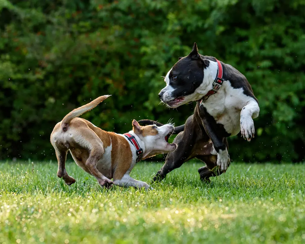 Deux chiens jouent énergiquement dans l’herbe, en interaction dynamique.
