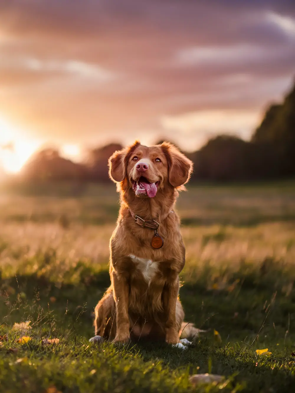 Chien assis dans un champ au coucher du soleil, langue pendante, moment calme illustrant une sortie éducative en pleine nature