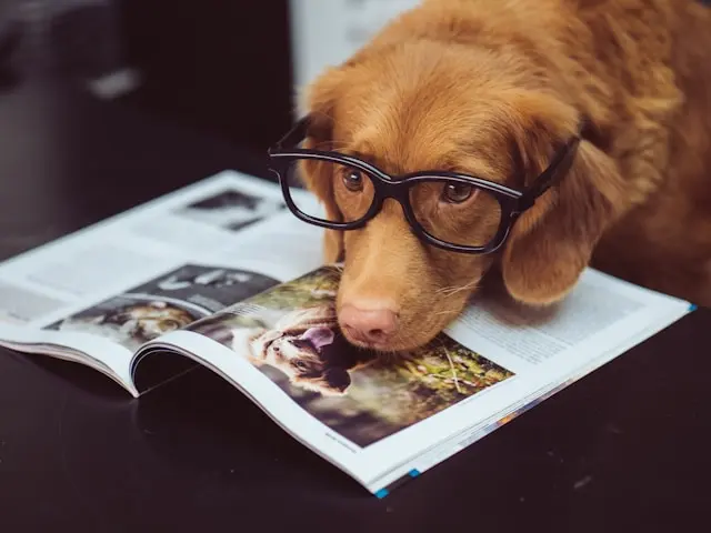 Un chien portant des lunettes repose sa tête sur un magazine ouvert, donnant une impression de lecture.