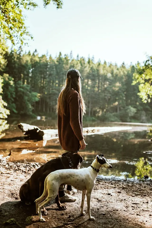 Femme de dos accompagnée de deux lévriers lors d’une promenade en forêt au bord d’un lac