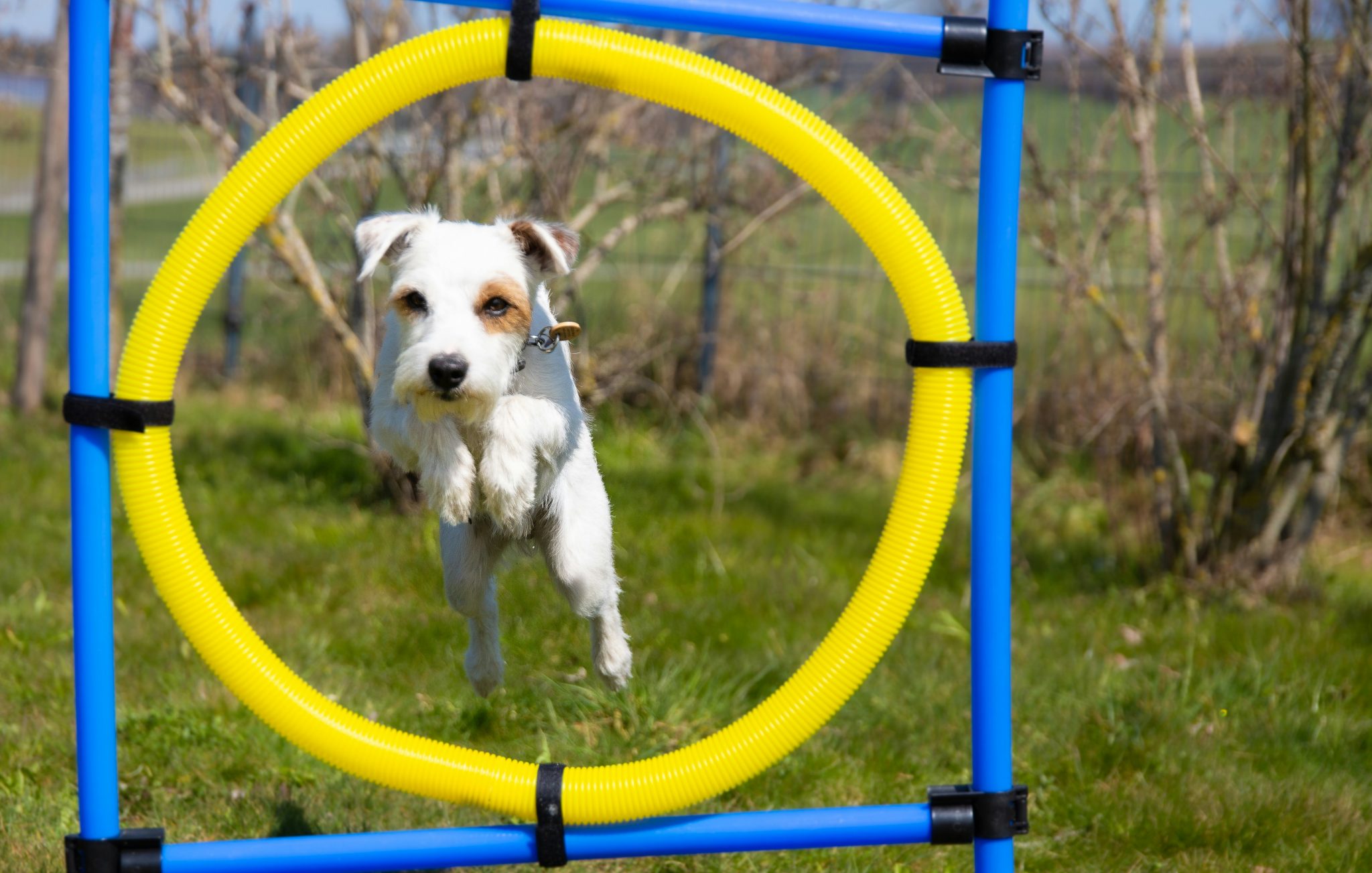 Un chien qui saute au travers d'un cercle jaune
