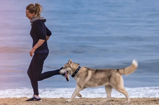 Femme en tenue de sport marchant au bord de la mer avec son husky qui tient la laisse dans sa gueule