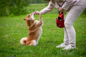 Chien assis dans l’herbe donnant la patte à une éducatrice canine pendant une séance de dressage bienveillant