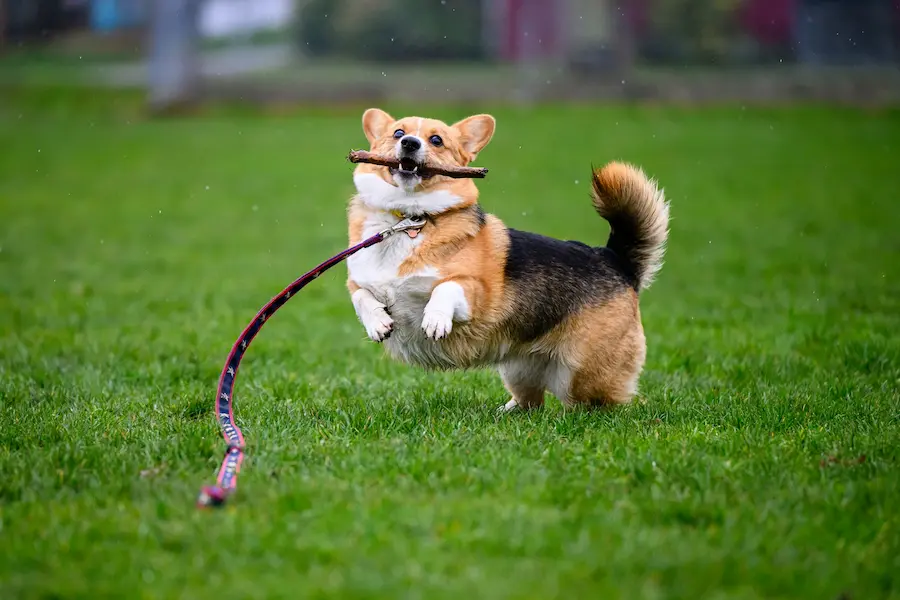 Chien Corgi sautant joyeusement dans un parc, tenant un bâton dans sa bouche pendant une séance de jeu