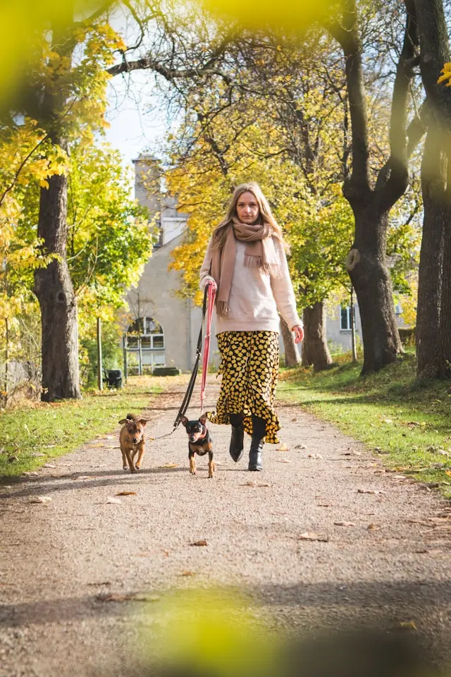 Femme promenant deux petits chiens en laisse lors d’une séance d’éducation canine en milieu urbain, illustrant la socialisation et la marche en laisse